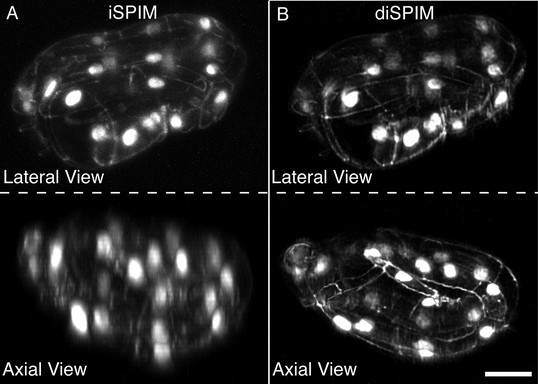DiSPIM is useful in identifying landmarks in the twisted embryo