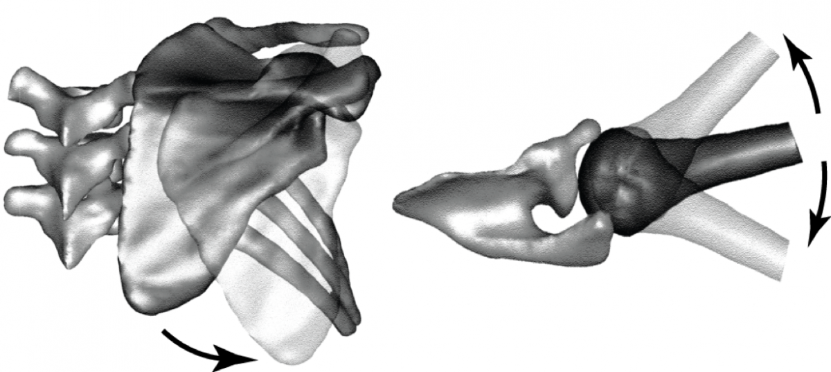 OBPP bone shape and kinematics