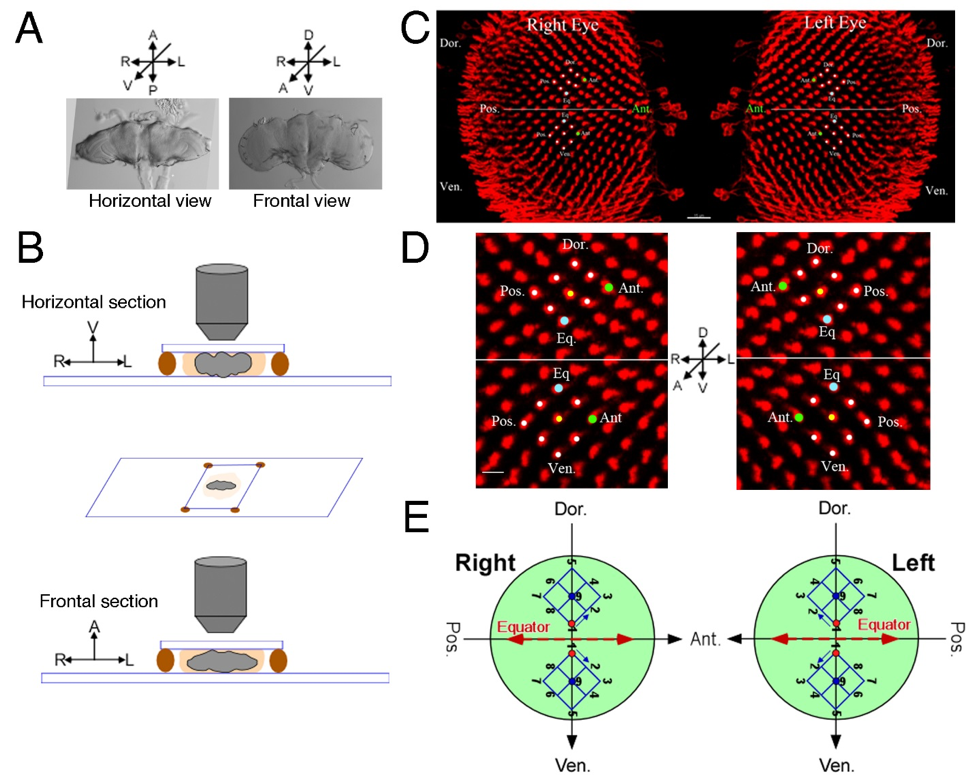 Figure 1. Sample Preparation for Dual-view Imaging and the Symmetry of the Drosophila Medulla Column Array
